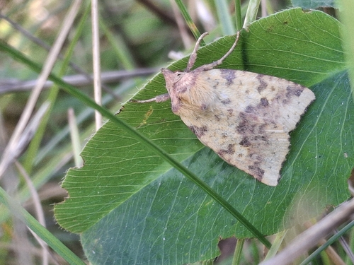 Pink-barred Sallow