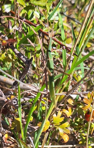 Mediterranean Slant-faced Grasshopper