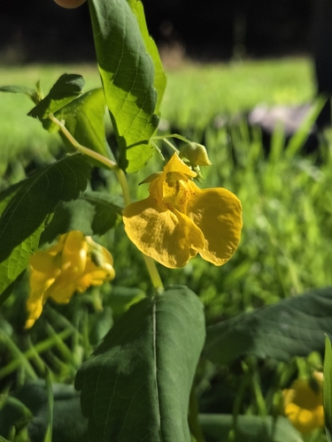 Touch-me-not Balsam