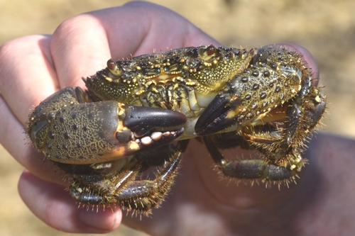 Warty Crab