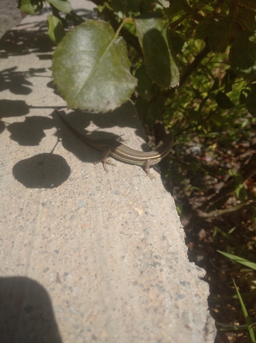 Large Psammodromus
