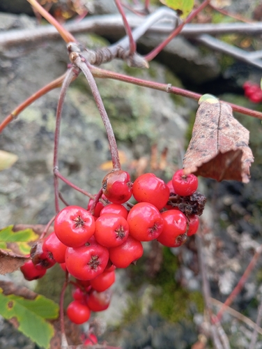 European mountain ash