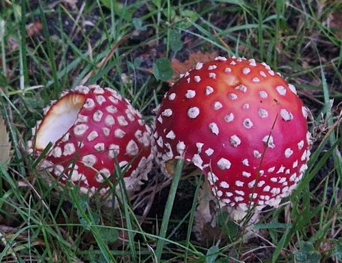 Fly Agaric