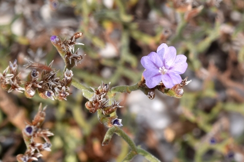 Limonium cancellatum