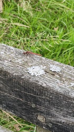 Common Darter
