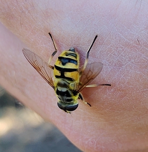 Yellow-haired Sun Fly