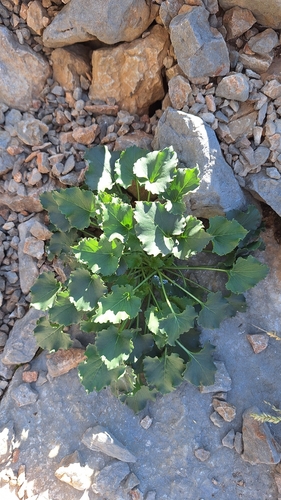 Chimney Bellflower