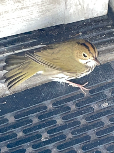 Ovenbird