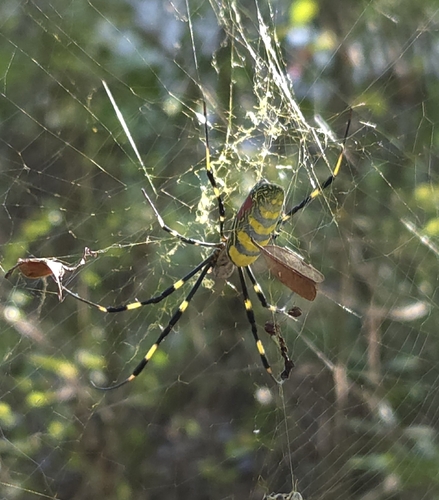 Joro Spider