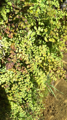 black maidenhair fern