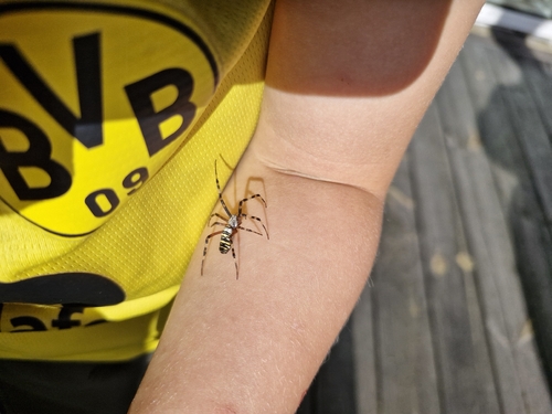 Wasp Spider