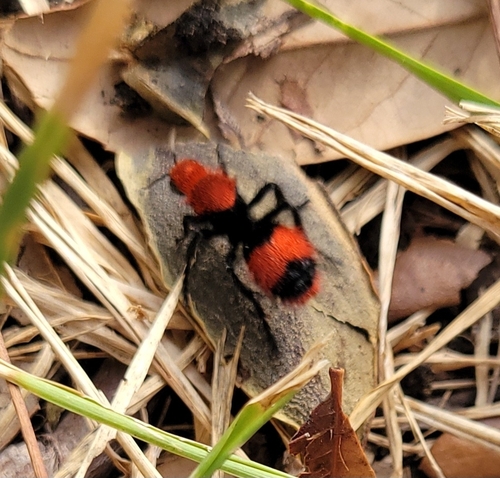 Common Eastern Velvet Ant