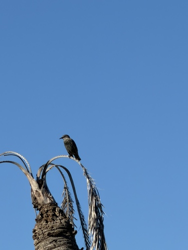 European Starling