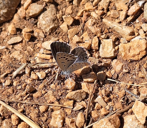 Eastern Baton Blue