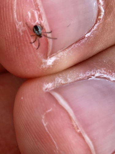 Cricket-bat Orbweaver