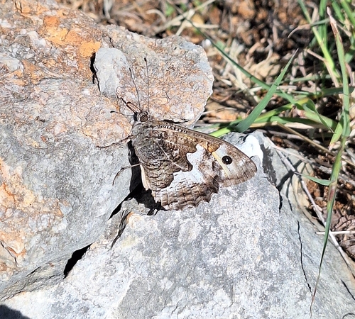 Grayling