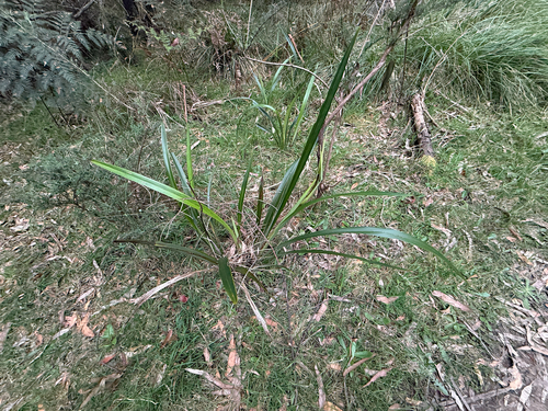 Tasmanian flax-lily