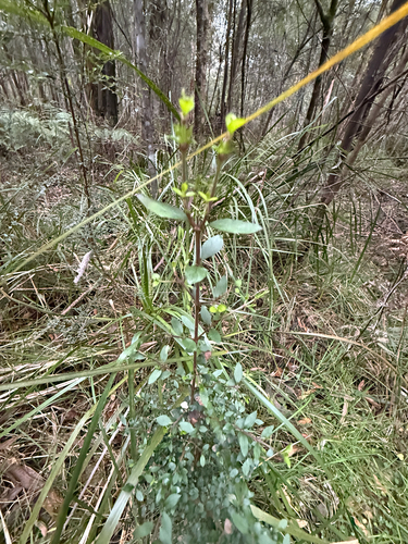 Prickly Currant-Bush