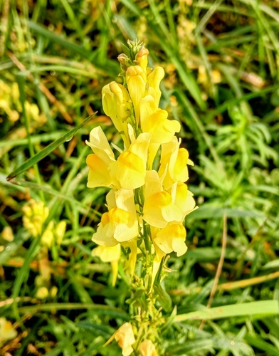 common toadflax