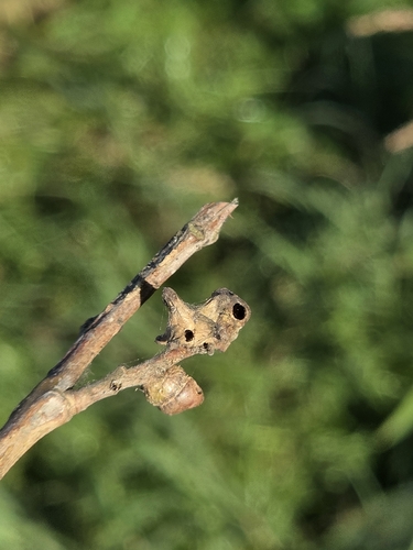 Andricus grossulariae