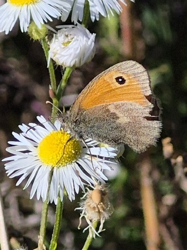 Small Heath
