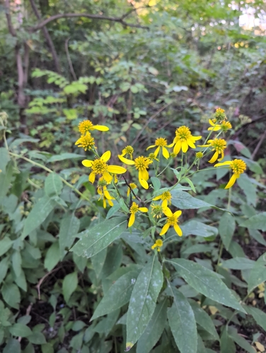 Wingstem