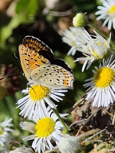 Sooty Copper