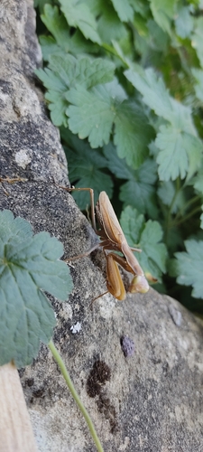 European Mantis