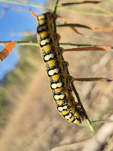 Leafy Spurge Hawkmoth