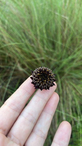 Rayless Sunflower