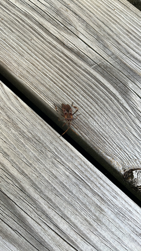 Western Conifer Seed Bug