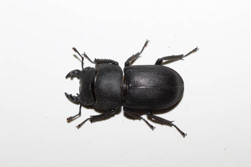 Lesser Stag Beetle
