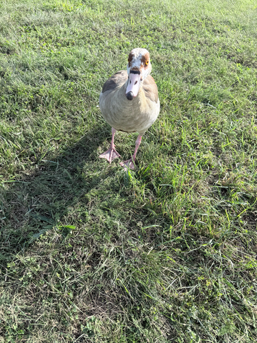 Egyptian Goose