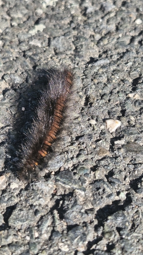 Fox Moth