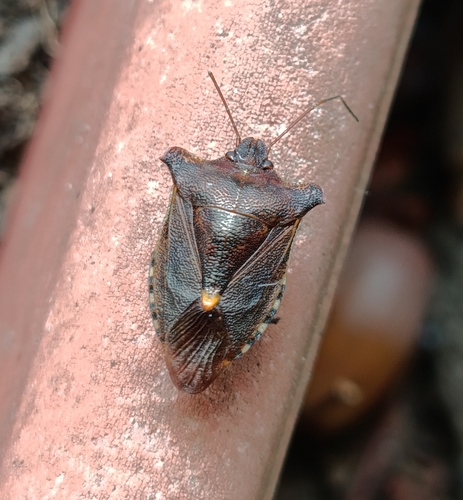 Forest Bug
