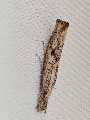 Agriphila dalmatinellus