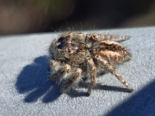 Red-bellied Jumping Spider