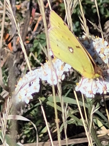 Clouded Yellow