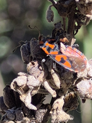 Spilostethus saxatilis