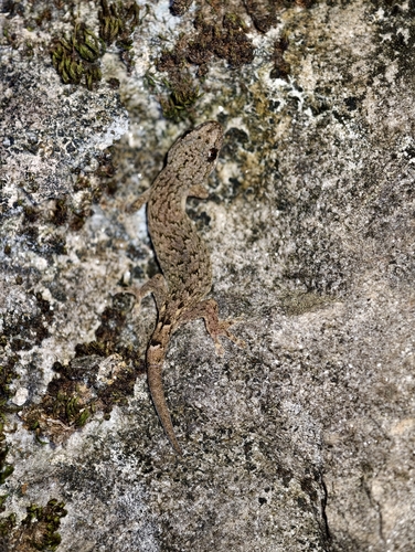 Yunnan Dwarf Gecko