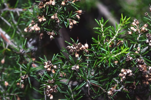 Tree heath