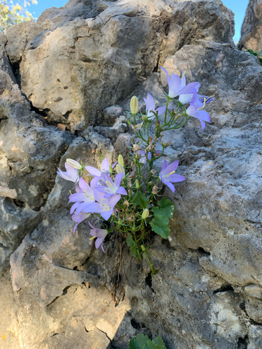 Chimney Bellflower