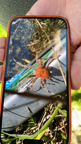 Cross Orbweaver