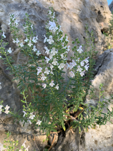 Winter Savory