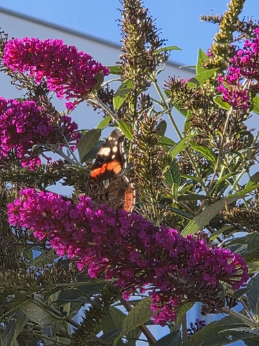 Red Admiral
