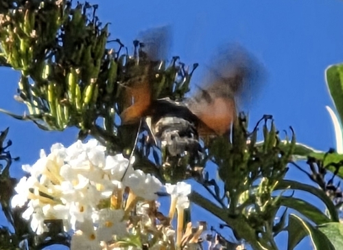 Eurasian Hummingbird Hawkmoth