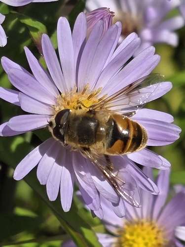 Common Drone Fly