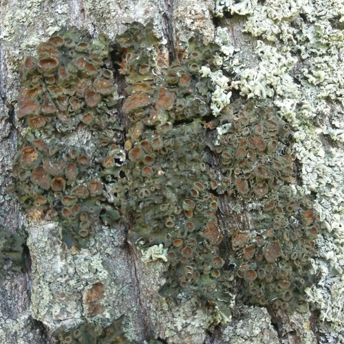 Pleurosticta acetabulum