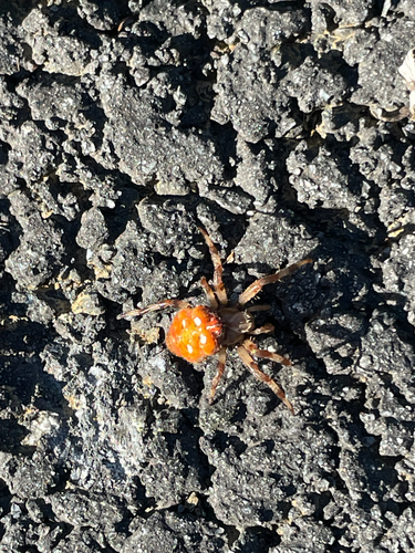 Four-spot Orbweaver