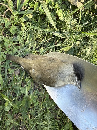 Eurasian Blackcap